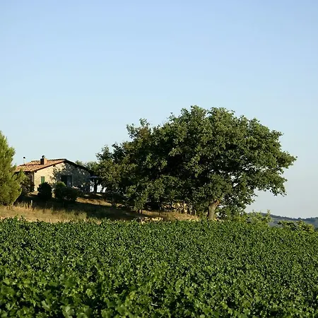 Fattoria Poggio Foco *