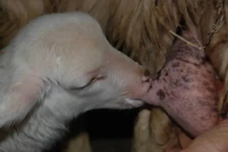 ファームステイ Fattoria Poggio Foco マンチャーノ